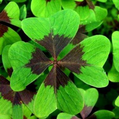 网易踏马江湖手游下载